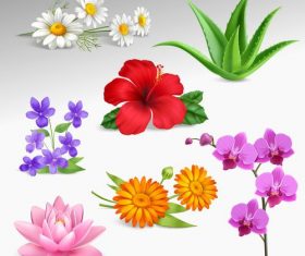 Different kinds of summer flowers vector