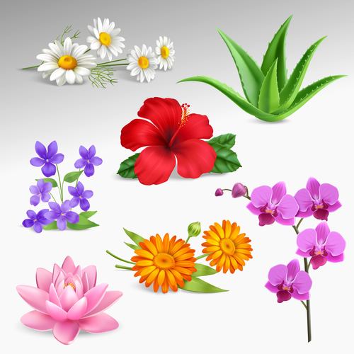 Different kind of flowers Royalty Free Vector Image
