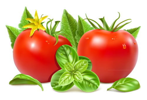 Fresh tomatoes vector