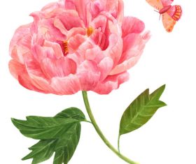 Peony watercolor illustration vector