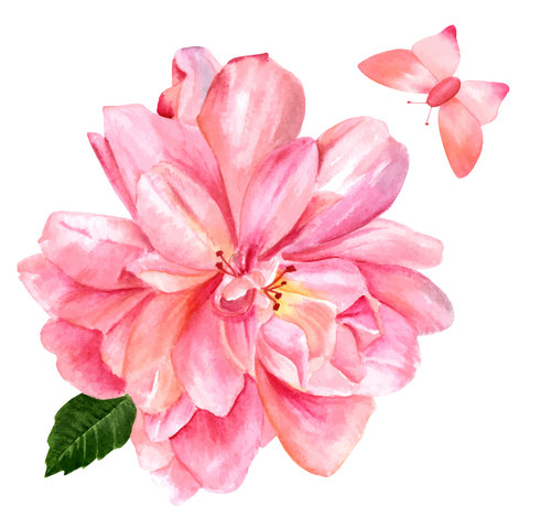 Pink rose watercolor illustration vector