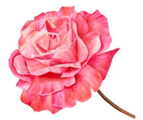 Red rose watercolor illustration vector
