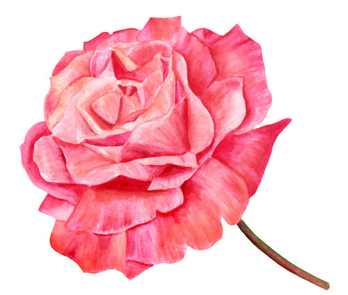 Red rose watercolor illustration vector
