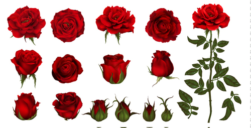 Rose and bud background vector