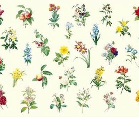 Set of beautiful blooming wildflowers vector