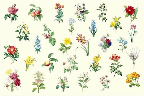 Set of beautiful blooming wildflowers vector