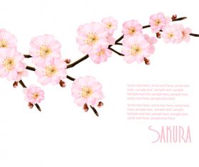 Abstract background with blossom branch sakura vector