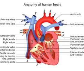 Anatomy of human heart vector
