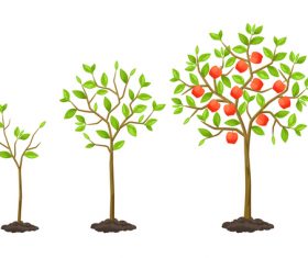 Apple tree growth process vector