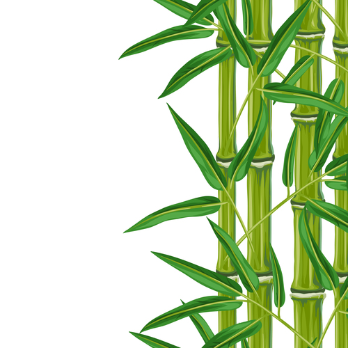 Bamboo watercolor painting vector on white background