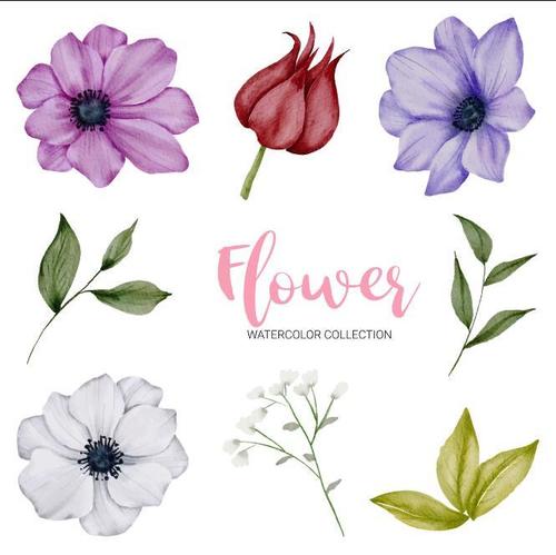 Blooming flower watercolor collection vector