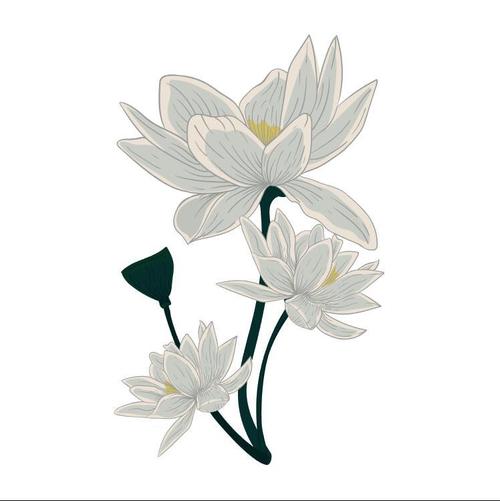 Chrysanthemum flower watercolor painting vector