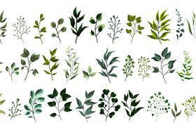 Greenery leaf plant forest herbs tropical leaves vector