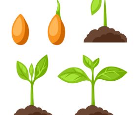 Growth process illustration vector