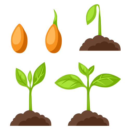 Growth process illustration vector