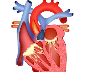 Heart planing diagram structure vector
