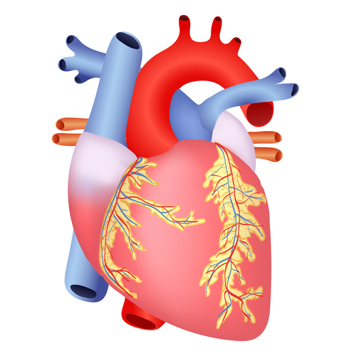 Heart structure vector
