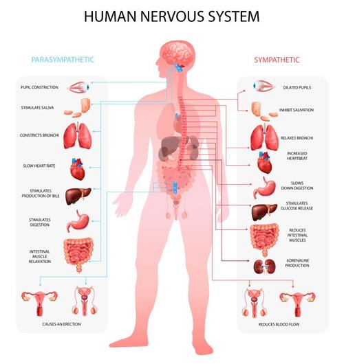 Human sympathetic nervous system vector