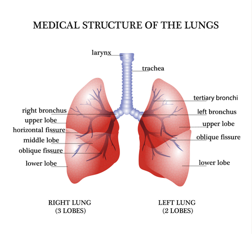 Medical structure of the luncs vector