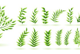 Natural green herb leaves vector