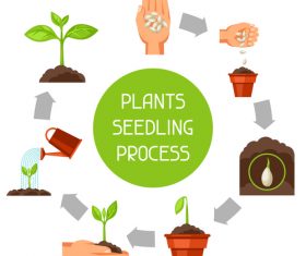 Plants seedling process vector