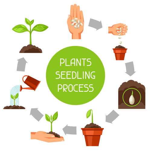Plants seedling process vector