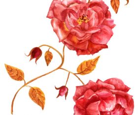 Rose watercolor illustration vector
