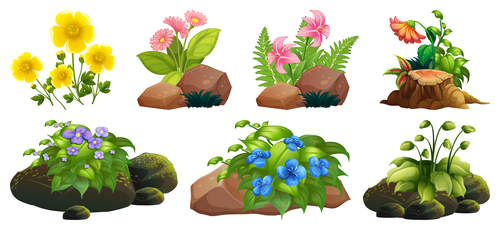 Stones and flowers vector