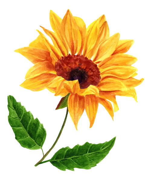 Sun flower watercolor illustration vector