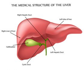 The liver structure vector
