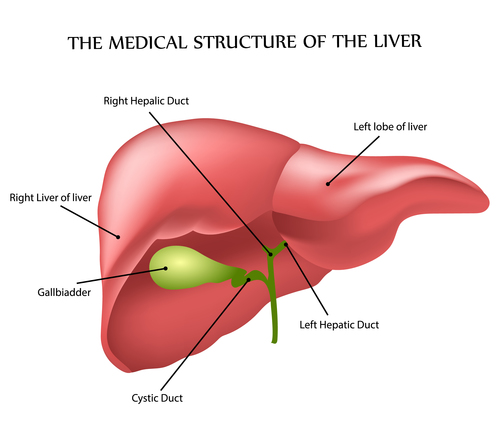 The liver structure vector