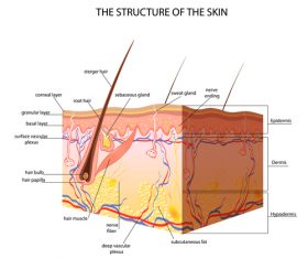 The structure of the skin vector