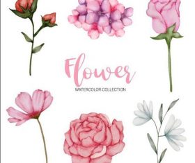 Various flowers watercolor collection vector