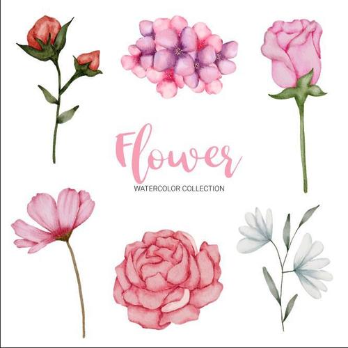 Various flowers watercolor collection vector