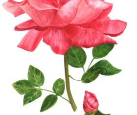 Vibrant rose watercolor illustration vector