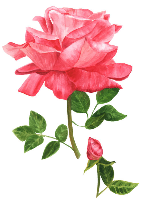 Vibrant rose watercolor illustration vector