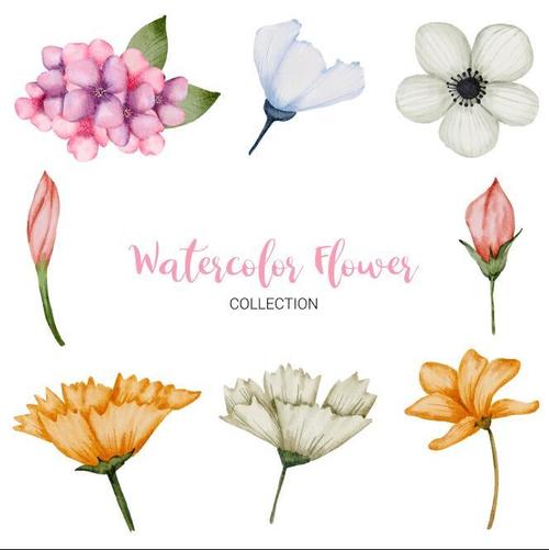 Watercolor flower collection vector