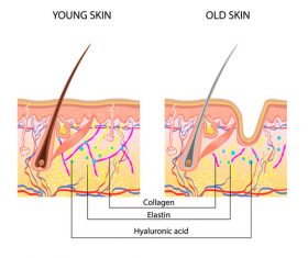 Young skin vector