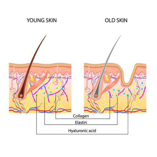 Young skin vector