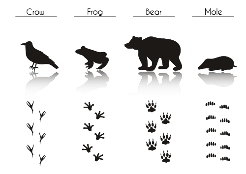Animal and footprint silhouette vector