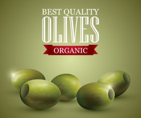 Best quality olive vector