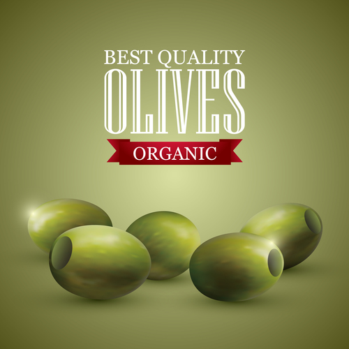 Best quality olive vector