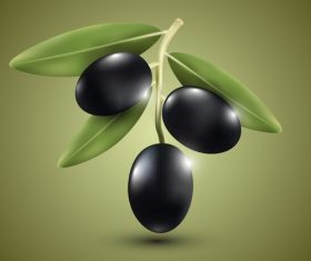 Black olive vector