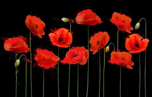 Bright-coloured poppies vector