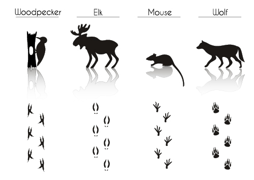 Different animal literacy table vector