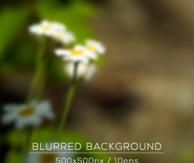 Fresh chamomile blurred background vector