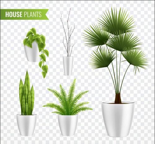 House plants vector