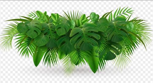 Lush tropical leaves vector