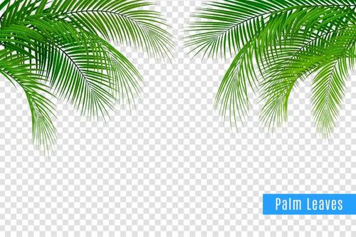 Palm leaves vector