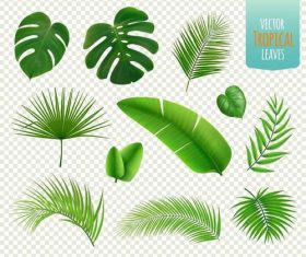 Plant leaf vector